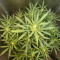 Mimosa x Orange Punch Seeds (Barneys Farm)