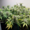 Purple Haze Seeds - Cannabis Strain Seeds for Sale