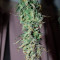 Purple Haze Seeds - Cannabis Strain Seeds for Sale