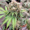 Lemon Tree Seeds (Barney's Farm) - Cannabis Strain Seeds for Sale