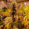 Venta de Peyote Cookies (Barney's Farm) | Semillas de marihuana feminizadas
