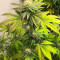 Sour Strawberry feminized seeds (Barney's Farm)