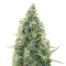 Acapulco Gold Seeds