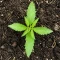 Biscotti Auto Seeds (Green House Seeds)