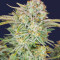 Bruce Banner Seeds (Fast Buds)