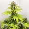 Easy Bud Auto (RQS) Cannabis-Samen