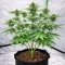 Flowerbomb Kush Seeds