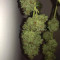 Gorilla Z Seeds