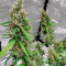 Hindu Kush Autoflower (Herbies Seeds)