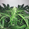 Hindu Kush Regular (Sensi Seeds)