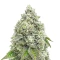Semillas Feminizadas Mandarin Cookies R1 V2 (Ethos Genetics)