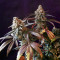 Peyote Critical (Barney's Farm) Cannabis-Samen