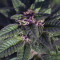Purple Punch Seeds (Barney's Farm)