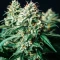 Russian Fuel Auto Seeds