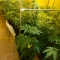 Scrambler Haze Seeds