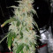 Sensi Skunk Seeds