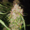 Graines de cannabis Shiva Blue regular (Xtreme Seeds)