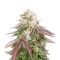 Sugarlato Auto Seeds