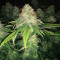 Graines féminisées de Super Lemon Haze (GHS)