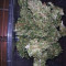 Sweet CBD Auto feminized seeds