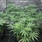 Graines de cannabis Sweet Critical CBD (00 Seeds)
