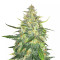 Trans Siberian Auto (Auto Seeds)