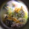 Wombat (BlimBurn Seeds)