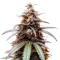 Z feminized seeds (Big Head Seeds)