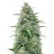 Z-Up Auto Seeds