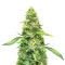 Super Lemon Haze Autoflower (Herbies Seeds)