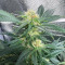 White Rhino (Herbies Seeds)