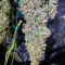 NY Diesel Autoflower (Herbies Seeds)