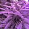 60 Day Lemon Autoflower (DNA Genetics)