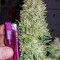 Semillas feminizadas Auto Blueberry