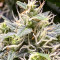 Auto Duck strain