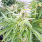 BCN Power Plant Seeds