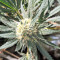 Mix Pack Seeds