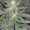 Buddha Red Dwarf Auto regular (Buddha Seeds)