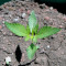 CBD Lemon Potion Auto Seeds