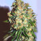 Critical feminized seeds