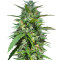 Destroyer Regular seeds