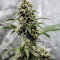 Fantasmo Express Auto Seeds