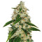 Kosher Kush (Reserva Privada)