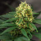 Graines de cannabis LA Confidential (DNA Genetics)