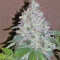 Neville's Haze Regular seeds