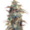 Panama D.C. Regular (CannaBioGen)