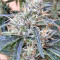 Panama Regular seeds