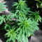 Graines de cannabis Purple Punch (Big Head Seeds)