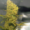Graines de cannabis Silver Bubble (Reserva Privada)