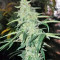The White Train Auto (Mephisto Genetics)